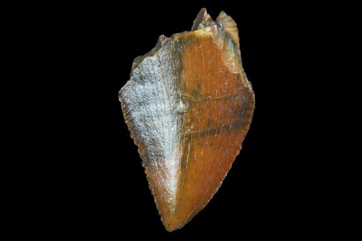 Partial, Serrated, Raptor Tooth - Real Dinosaur Tooth #98564